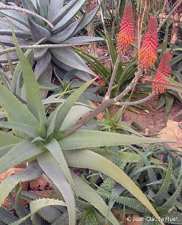 Aloe rubroviolacea ©JC Fluet